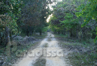 a forest trail at Cat Tien