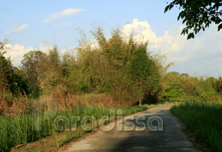 Forest trail at Cat Tien