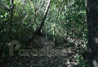 Trail to the Crocodile Lake