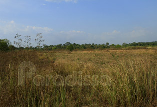 Grassland at Cat Tien National Park