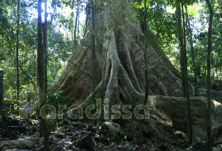 a Tung tree at Cat Tien