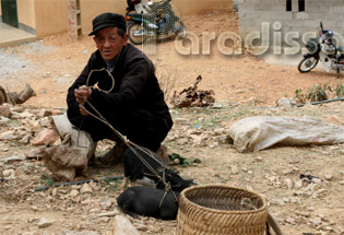 An old man selling little pigs