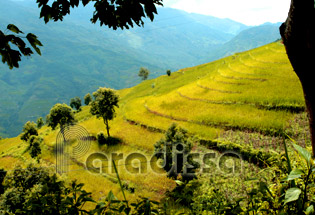 Golden rice terraces at Xin Man, Ha Giang