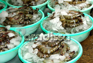 Fresh prawns at an open market in Hanoi Vietnam Fresh prawns at an open market in Hanoi Vietnam