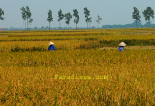 La récolte d'or au Vietnam