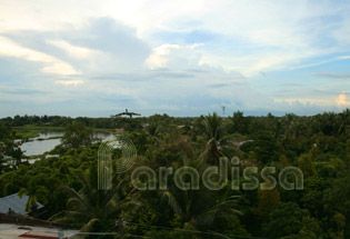 Coconut forests in Hau Giang Vietnam