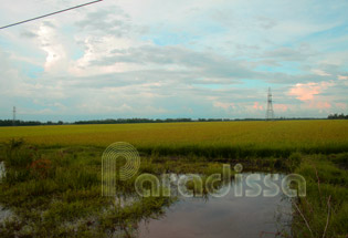 Rice field outside of Rach Giang Kien Giang