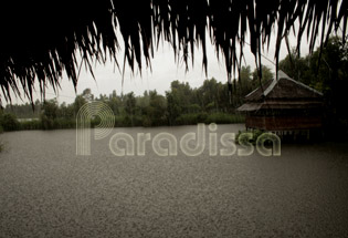 Rain at U Minh Thuong National Park