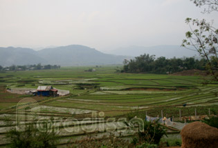 Rice fields at Tam Duong