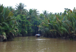 forêt de cocotiers dans le delta du Mékong au Vietnam