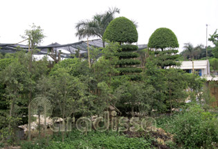 Bonsai garden - Nam Dinh