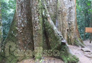 Cho Chi Tree of 1,000 years old Cho Chi Tree of 1,000 years old