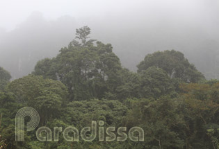 Stratifications de feuillages à Cuc Phuong