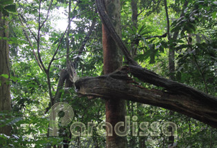Des plantes grimpantes au parc national de Cuc Phuong