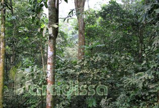 Cuc Phuong National Park Cuc Phuong National Park