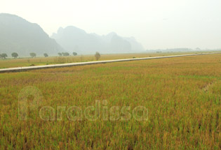 Rice field on the way to the Perfume Pagoda Rice field on the way to the Perfume Pagoda