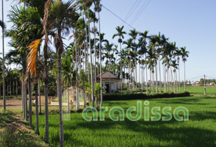 Countryside of Quang Ngai Province
