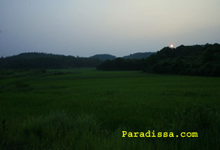 A ricefield by the seaside