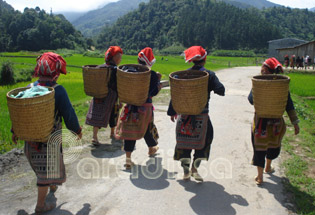 Red Dzao Ladies at Ta Phin Village