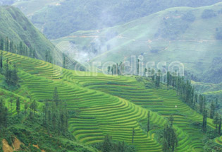 Sapa green terrace