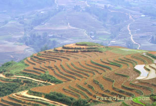 Sapa Terraces