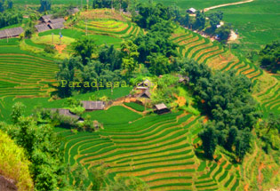 Rice terraces of Sapa