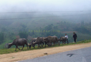 Sapa Vietnam