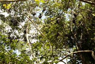 Huge bats in the garden of Chua Doi