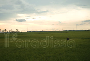 Rice field in Soc Trang Province