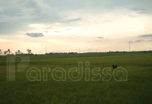 Rice field in Soc Trang Province Rice field in Soc Trang Province