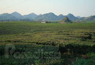 Plantations de thé vert à Moc Chau, Son La