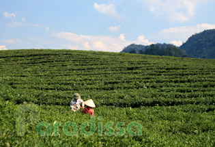Scenic green tea plantations at Moc Chau