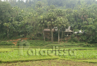 Countryside of Thai Nguyen Province