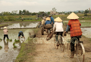 Cycling to the paddy field at Ho Citadel in Thanh Hoa Province