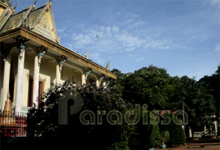 In late afternoon, the birds come back to the Hang Pagoda