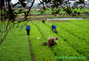 Green vegetable farms