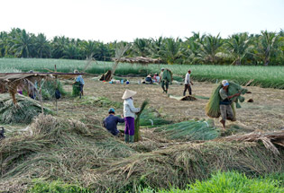 Collecting sedge