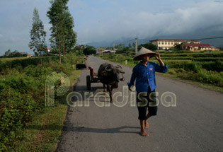 Buffalo cart amid the rice field