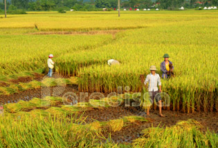 Golden crop of rice at Vinh Phuc Vietnam