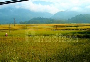 The golden rice field agaist the backdrop of Tam Dao Mountain