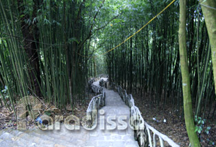 Bamboo forest near the temple dedicated to the Goddess of the Mountains