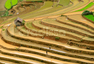 Rice terraces at Mu Cang Chai, Yen Bai, Vietnam