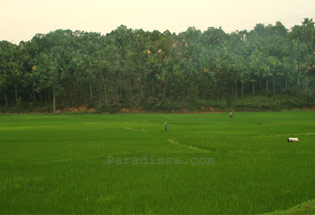 Rice field and Palm Forest near Doan Hung Phu Tho