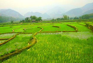 Tu Le Rice Terraces