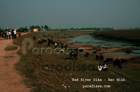 Une digue du fleuve Rouge à Bac Ninh