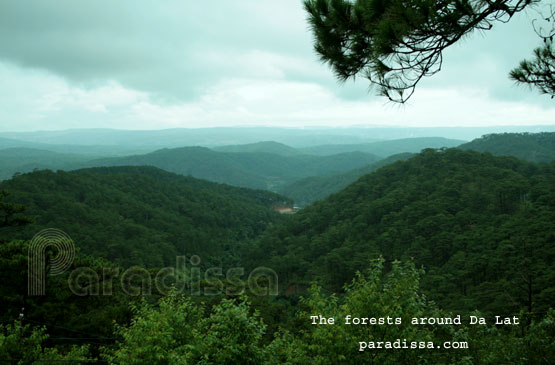 The forests around Dalat