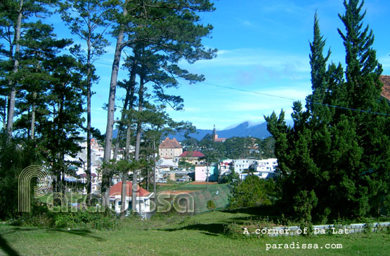 The pine forests in Dalat