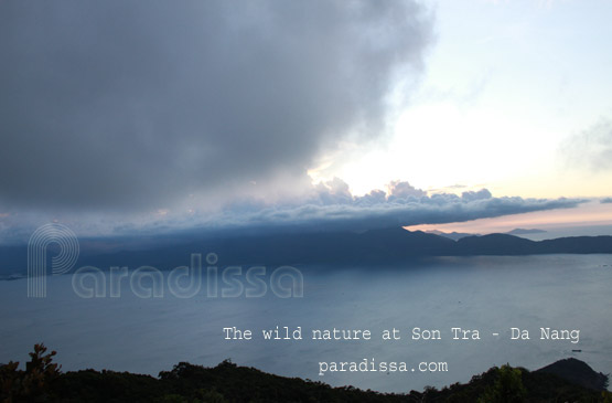 The wild nature at Son Tra Peninsula