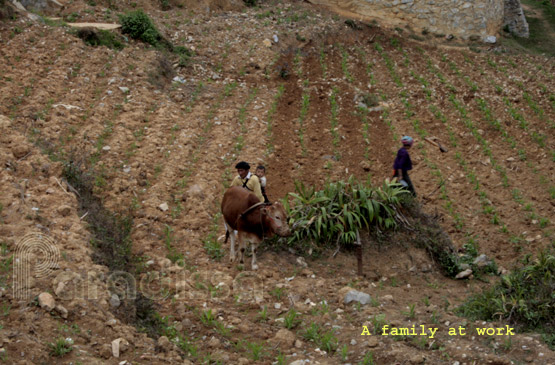 Dong Van Rock Plateau, family at work