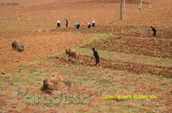 Hmong growing corn at Meo Vac